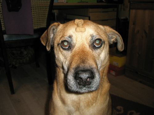 Axel