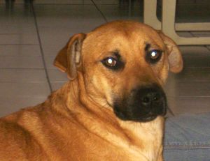 Axel