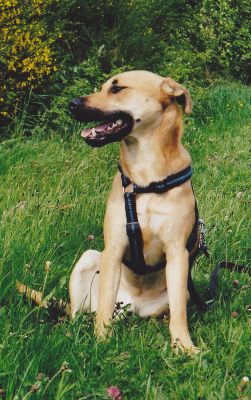 Axel