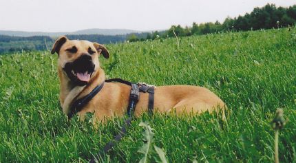 Axel