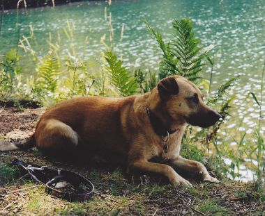 Axel