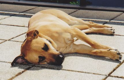 Axel
