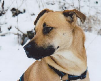 Axel