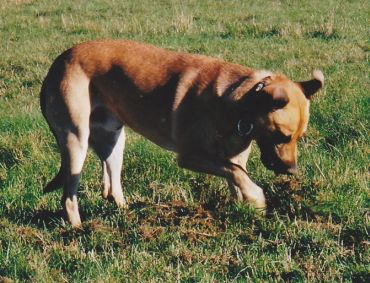 Axel