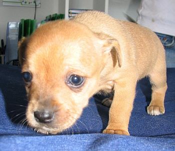 Barney