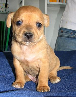 Barney