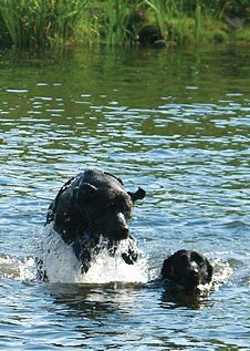Blacky und Trixie