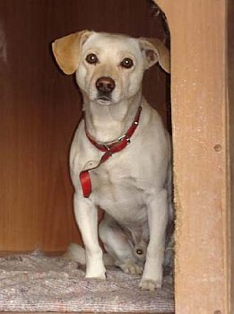 Bracco