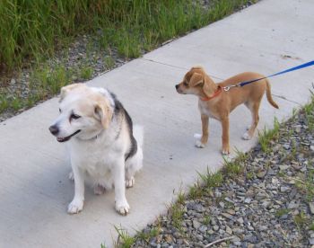 Brandy und Benni