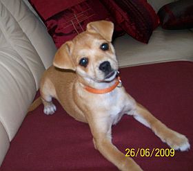 Brandy