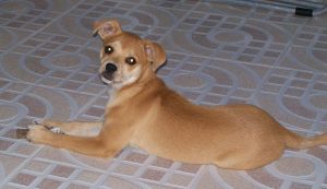 Brandy
