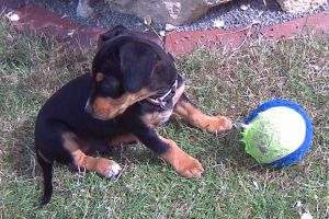 Buddy