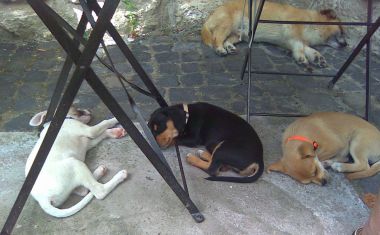 Buddy, Brandy und Pina-Liscia