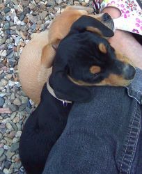 Buddy und Brandy