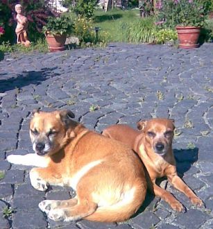 Buddy