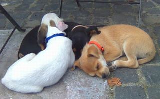 Buddy, Brandy und Pina-Liscia