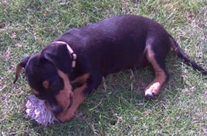 Buddy