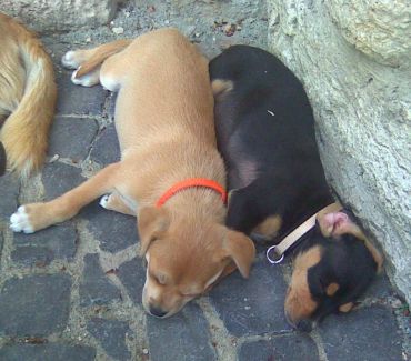 Buddy und Brandy