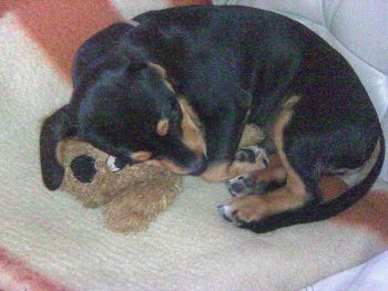 Buddy