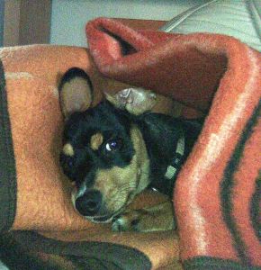 Buddy