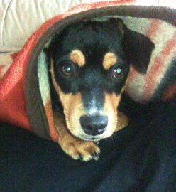 Buddy