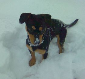 Buddy