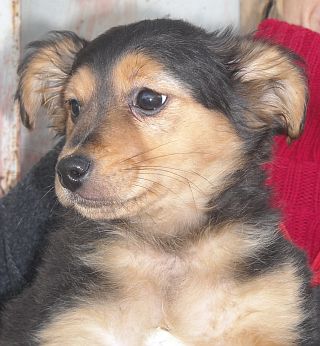 Ceasar