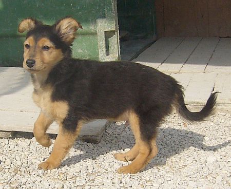 Ceasar