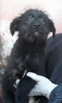 Egidio