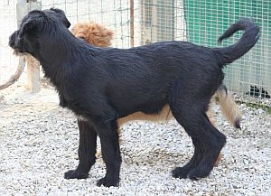 Egidio