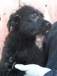 Egidio