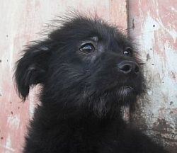 Egidio
