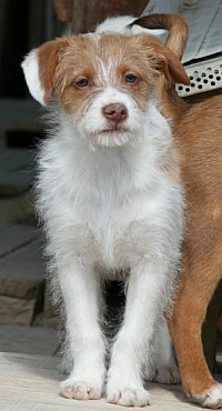 Fiocco