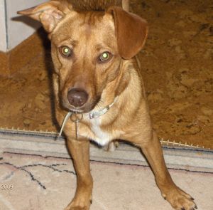 Fiorello