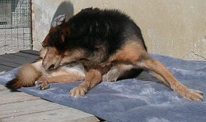 Fjella