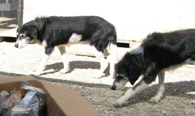 Flic und Floc