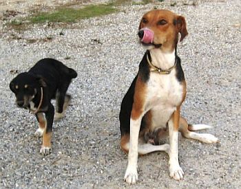 Gezgin+G&uuml;&ccedil;l&uuml;