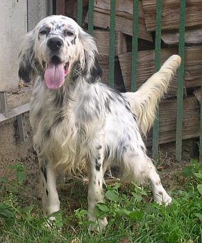 Giulio