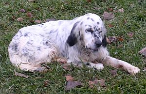 Giulio