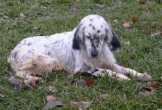 Giulio