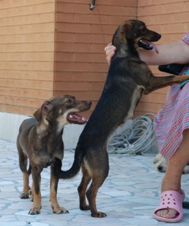 Golda und Gorizia