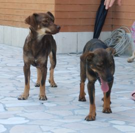 Golda und Gorizia
