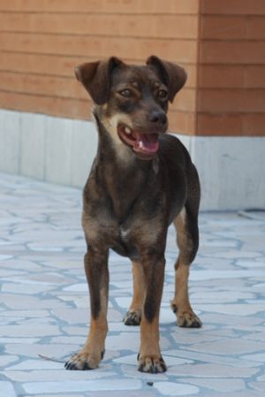 Golda