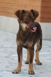 Golda