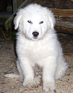 Kuvasz-Minis