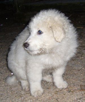 Kuvasz-Minis