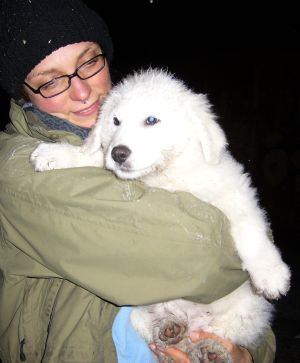 Kuvasz-Minis