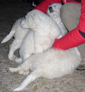 Kuvasz-Minis