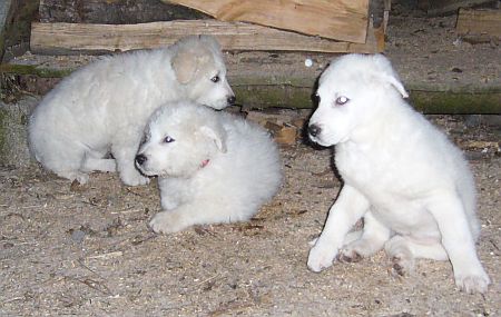 Kuvasz-Minis