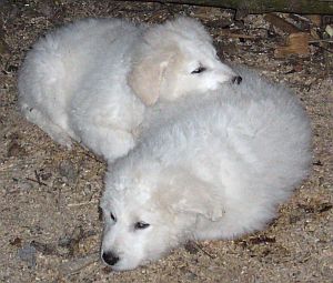 Kuvasz-Minis